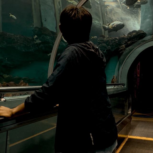 ท่องโลกใต้ทะเลที่สถานแสดงพันธุ์สัตว์น้ำ ระยอง