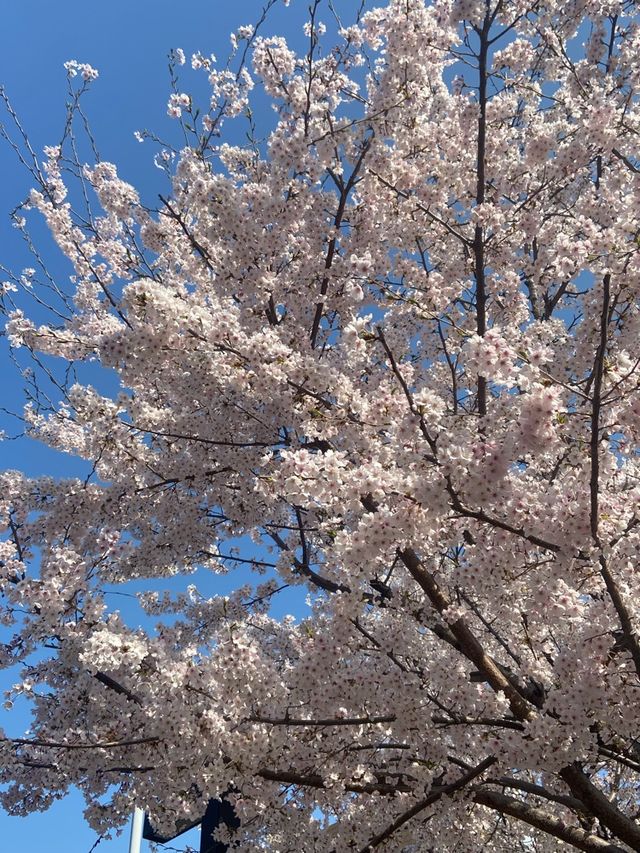 밤에도 벚꽃명소! •뚝섬 한강공원•🌸✨