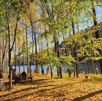 Nami Island:Fall Vibes in Winter Sonata Land
