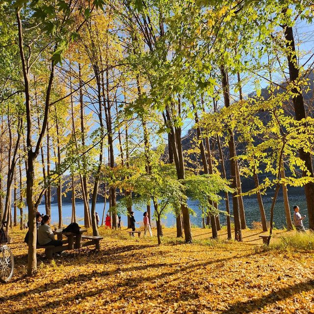 Nami Island:Fall Vibes in Winter Sonata Land