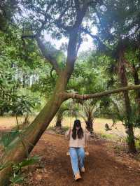 🌳제주 동쪽여행 걷기 좋은 숲길, "비밀의숲"🌳