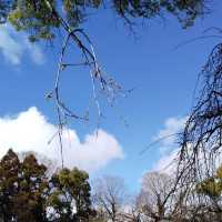 京都 北野天満宮の『なで牛』に雪が積もっていた。