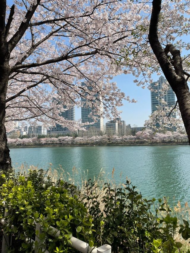 석촌호수 벚꽃 명소🌸포토존📸