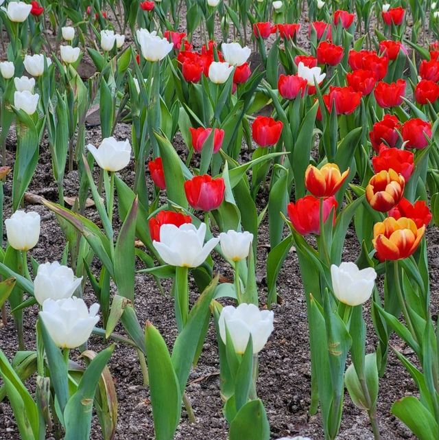 美麗的小白鷺互動中心湖畔花園