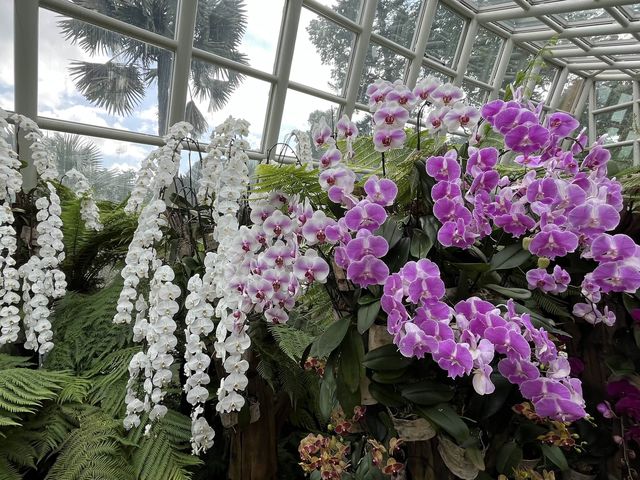 Stunning Orchids at National Orchid Gardens