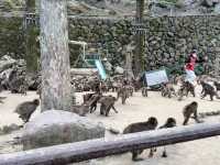 野生のサルを間近で見られる高崎山🐒