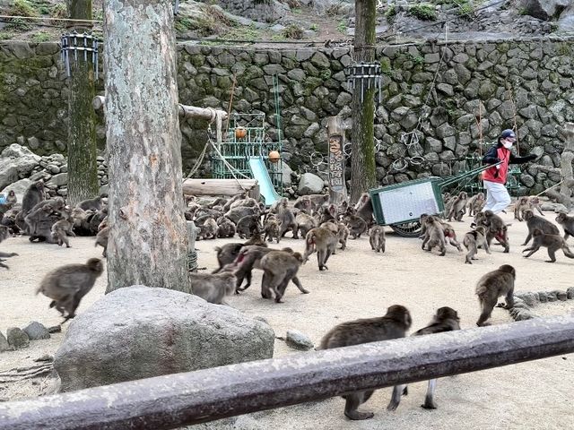 野生のサルを間近で見られる高崎山🐒