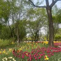 튤립🌷이 한가득 피어있는 “서울숲” 🌳