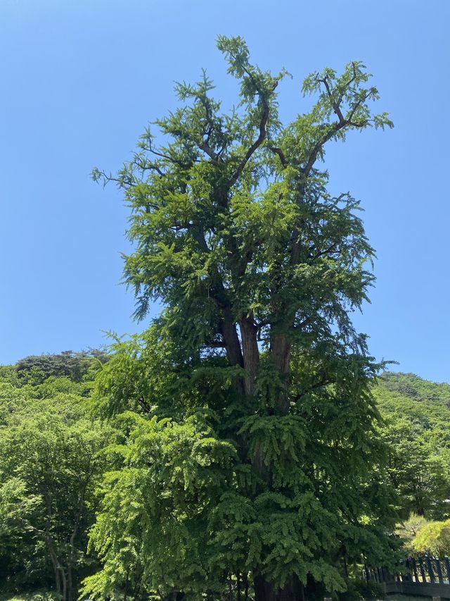 산책하러 가기 좋은 서울 근교 용문사⛰️💚