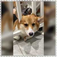 （台南/安平區）可愛的科基犬咖啡廳-corgi u tea柯基找茶