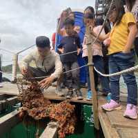 本地海排 x 珍珠養殖場 🐚 
