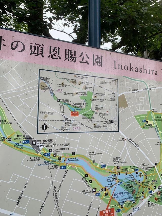 井之頭恩賜公園‼️吉祥寺5分鐘距離🤫市區必去😌