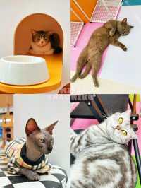 ⭐️一齊喵喵喵🐱商場入面竟然可以玩貓貓🐈‍⬛