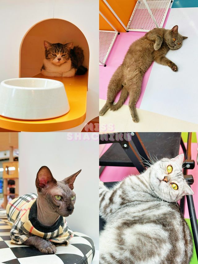 ⭐️一齊喵喵喵🐱商場入面竟然可以玩貓貓🐈‍⬛