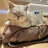 長沙灣🐱🐱cafe