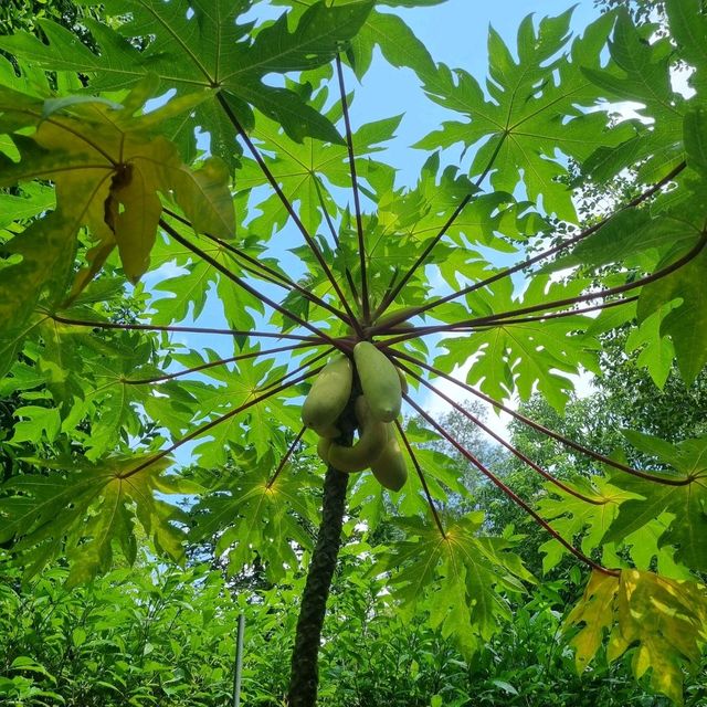 Green oasis in middle - Botanic Gardens 