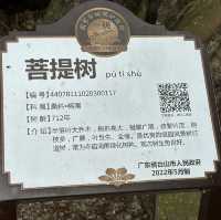 台山 | 在713年的菩提古樹下和老公許願