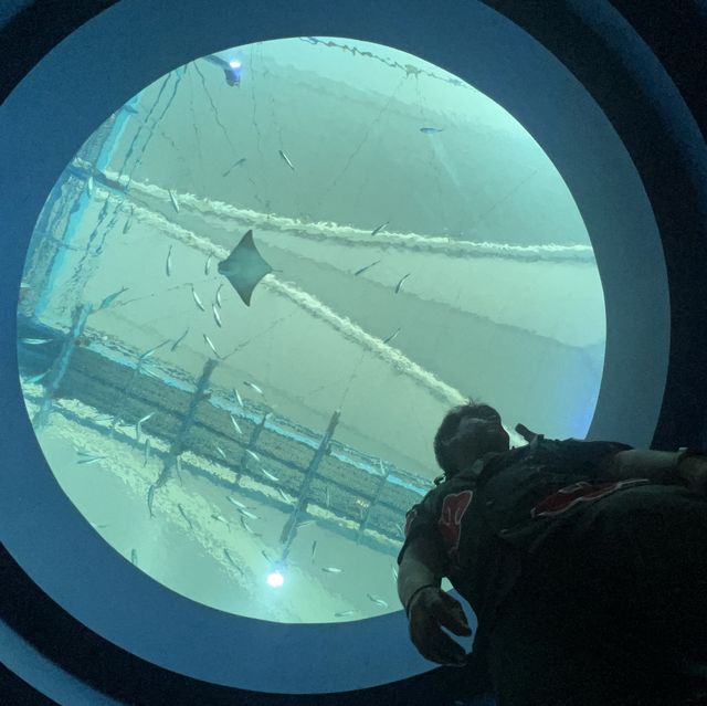 บุกเดี่ยว S.E.A.Aquarium ตามหา Manta ที่รัก😍