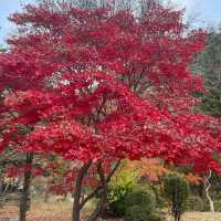 Seoraksan during autumn 🍂 