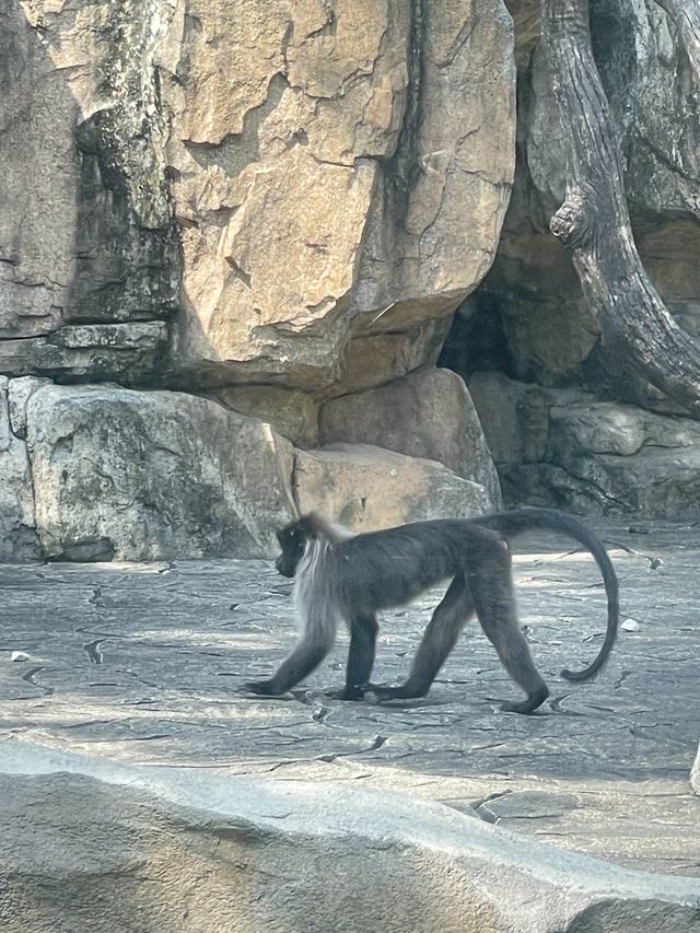 🇨🇳深圳｜親子遊x 深圳野生動物園🌟