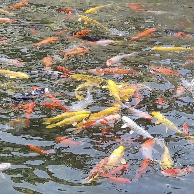 澳門的天空花園：路環山頂公園的自然驚喜 🌳🏞️🌺