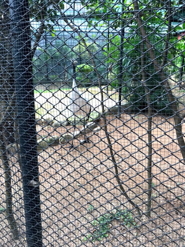 Zoological and Botanical Gardens 🌻✨