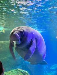 The Dallas World Aquarium 🐠✨