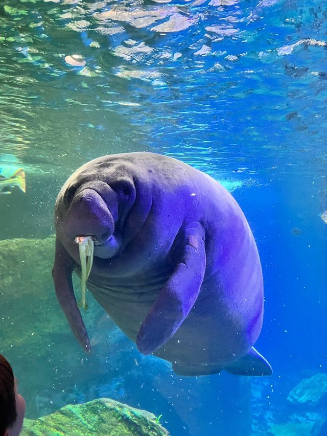 The Dallas World Aquarium 🐠✨