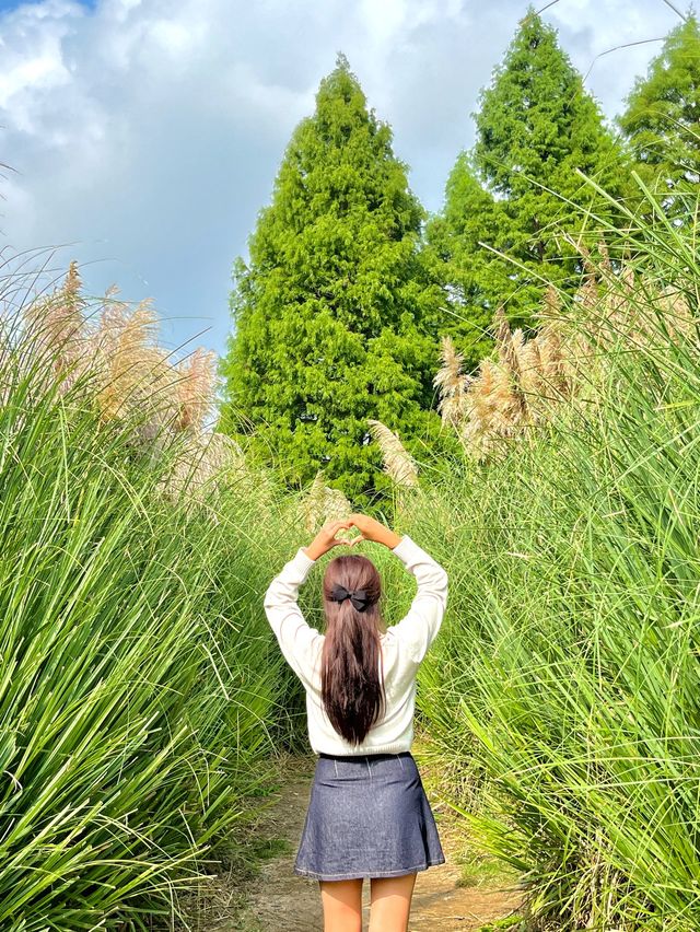 사람없는 서울 근교 핑크뮬리 청산수목원💓