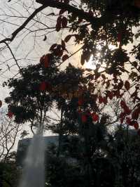秋天必去的好去處，九龍公園！🍂🍁