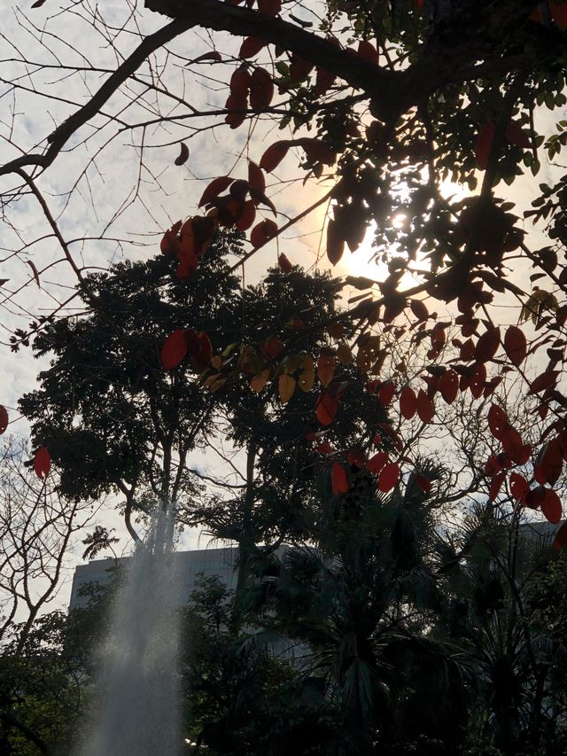 秋天必去的好去處，九龍公園！🍂🍁