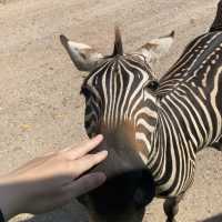 來泰國🇹🇭摸摸長頸鹿🦒～摸摸斑馬🦓～摸摸鹿🦌