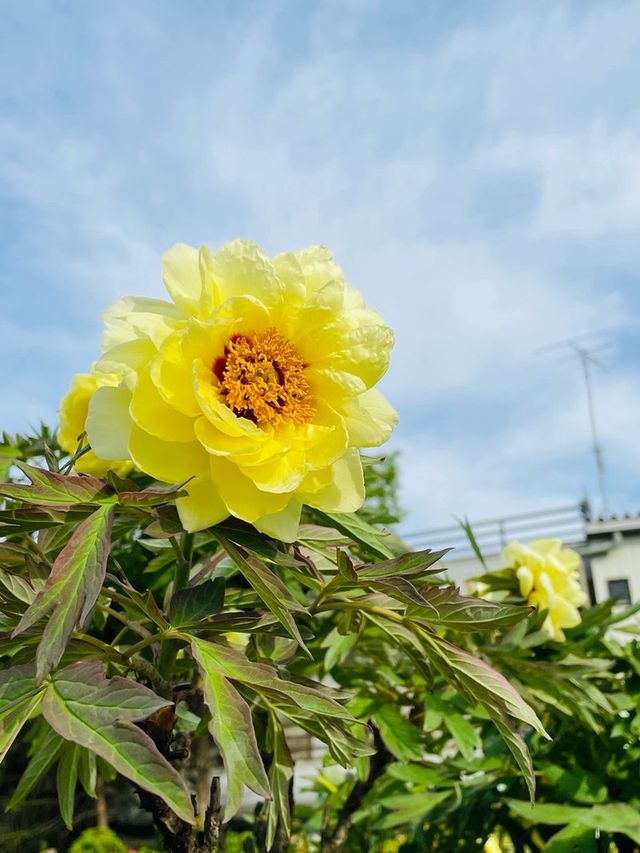 【埼玉県/箭弓稲荷神社】2023年行ってよかった！埼玉県の神社①