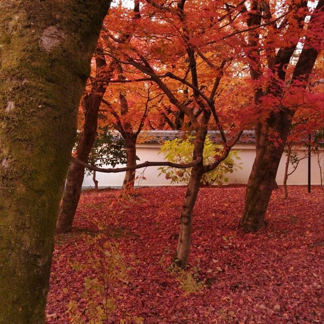 Autumn leaves in 禅林寺/Zenrin-ji temple