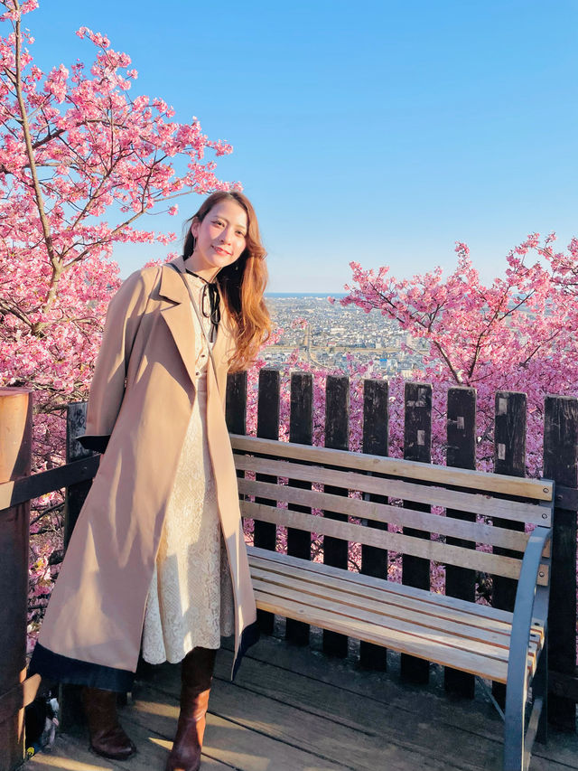 【絶景】菜の花×河津桜のコントラストが美しい🌸まつだ桜まつり