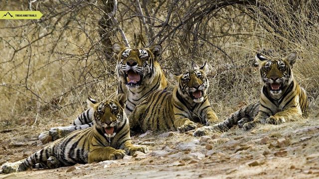 Ranthambore Safari Booking