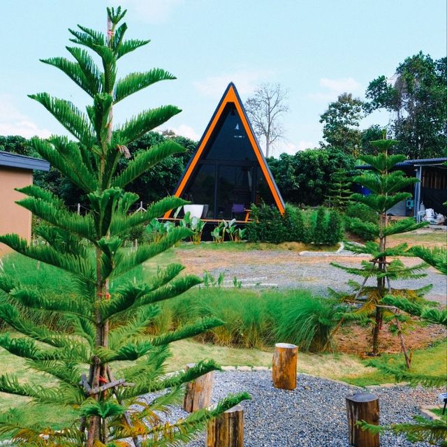 🩵ฤดูภูเขา 🌳เชียงดาว🌳     