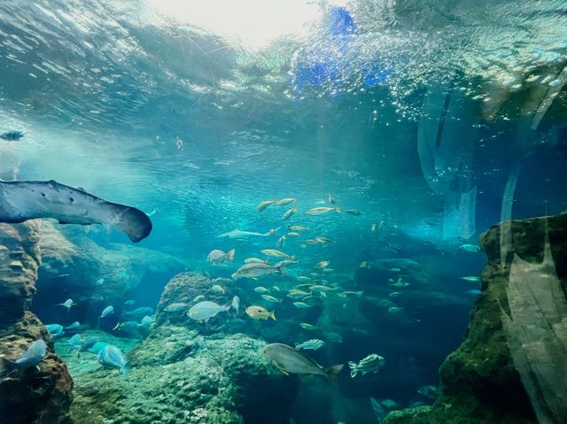 【江ノ島】新江ノ島水族館と江ノ島観光