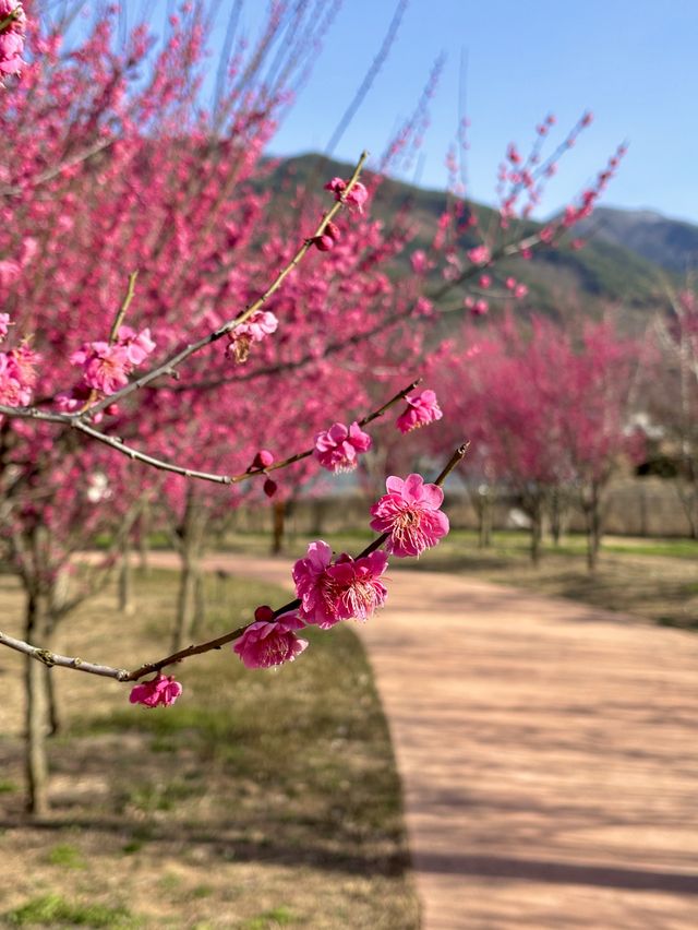 지금가면 아름다운 홍매화를 볼 수 있는 구례🩷🌸