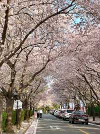 대구 벚꽃 성지🌸 대구이월드🎠