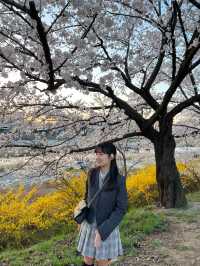 청주 벚꽃명소🌸 무심천🏞️