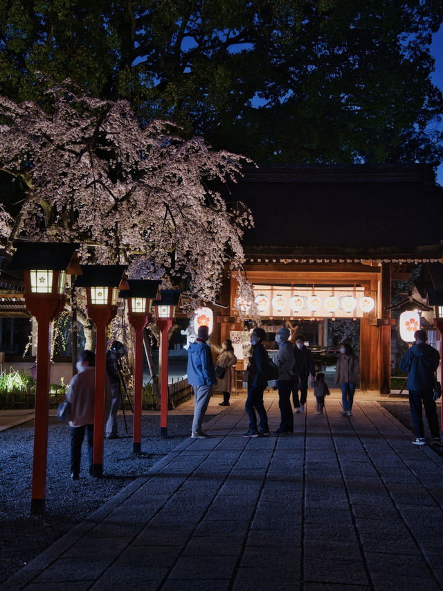 【京都×桜】江戸時代から伝わる夜桜✨京都市内でも珍しい「桜×菜の花」が見れる神社を紹介⛩️
