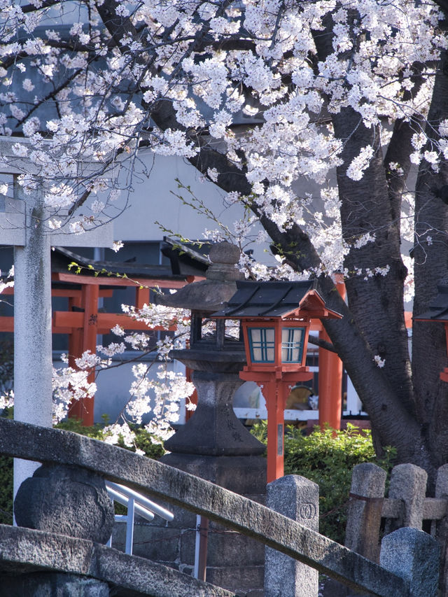 【京都×桜】本当は教えたくない🙅京都駅から徒歩圏内の穴場の桜スポット🌸