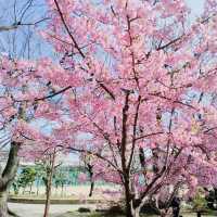 Charm of Japanese springtime, Sumiyoshi Park🌸