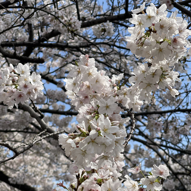 Spring in Nakameguro,Tokyo🌸
