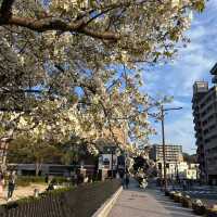 【櫻花夢境】東照宮粉色櫻花林，共享寧靜時光