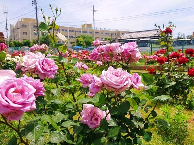 Okudo Flower Park