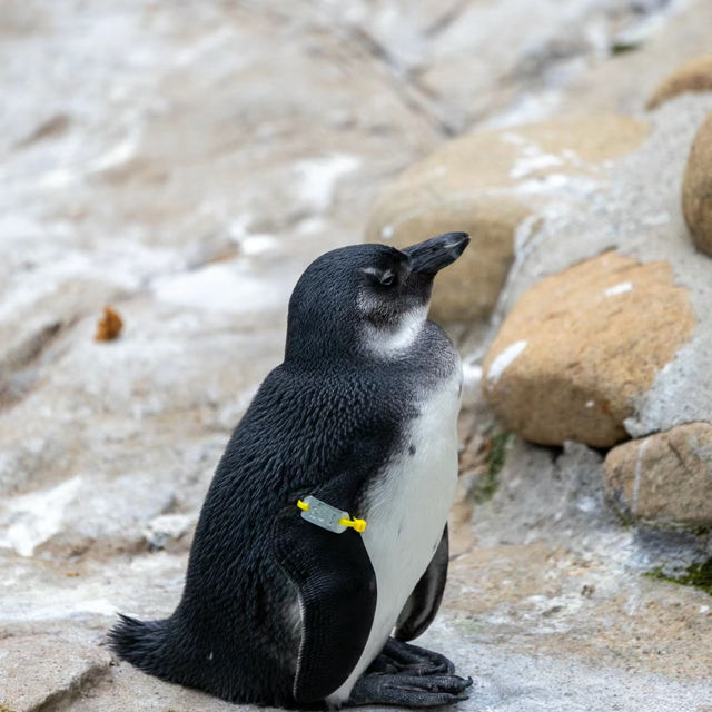 【福岡市動物園】親子好去處，教育娛樂兼具