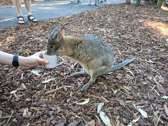 🐾시드니에서 쿼카를 볼 수 있는 페더데일 야생 동물원🐾