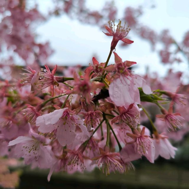 Early cherry-blossom on a rainy-cold day